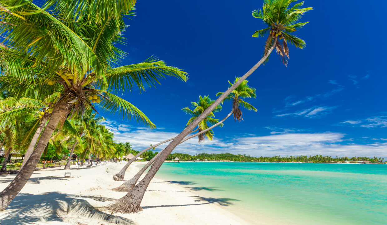 Palm trees on a white sandy beach at Plantation Island, Fiji, So